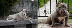 Askal vs American Bully - Breed Comparison