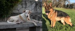 Askal vs German Shepherd - Breed Comparison
