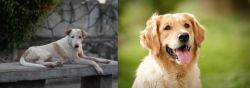 Askal vs Golden Retriever - Breed Comparison