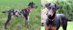 Atlas Terrier vs Doberman Pinscher - Breed Comparison