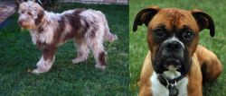 Aussie Doodles vs Boxer - Breed Comparison