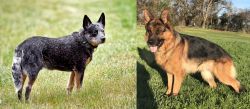 Austrailian Blue Heeler vs German Shepherd - Breed Comparison