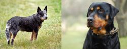 Austrailian Blue Heeler vs Rottweiler - Breed Comparison
