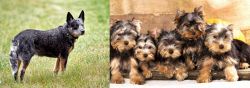 Austrailian Blue Heeler vs Yorkshire Terrier - Breed Comparison