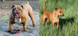 Australian Bulldog vs Africanis - Breed Comparison
