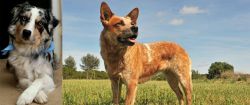 Australian Collie vs Australian Red Heeler - Breed Comparison