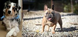 Australian Collie vs French Bulldog - Breed Comparison
