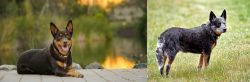 Australian Kelpie vs Austrailian Blue Heeler - Breed Comparison