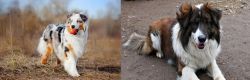 Australian Shepherd vs Aidi - Breed Comparison