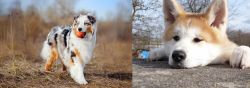 Australian Shepherd vs Akita - Breed Comparison