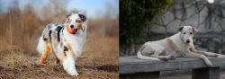 Australian Shepherd vs Askal - Breed Comparison
