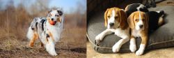 Australian Shepherd vs Beagle - Breed Comparison
