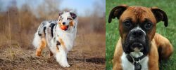 Australian Shepherd vs Boxer - Breed Comparison