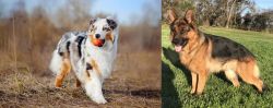 Australian Shepherd vs German Shepherd - Breed Comparison