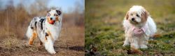 Australian Shepherd vs West Highland White Terrier - Breed Comparison