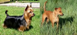 Australian Silky Terrier vs Africanis - Breed Comparison