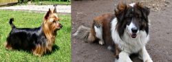 Australian Silky Terrier vs Aidi - Breed Comparison