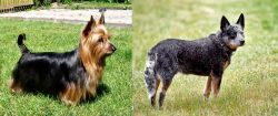 Australian Silky Terrier vs Austrailian Blue Heeler - Breed Comparison