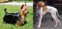 Australian Silky Terrier vs English Pointer - Breed Comparison