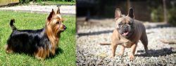 Australian Silky Terrier vs French Bulldog - Breed Comparison