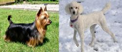 Australian Silky Terrier vs Poodle - Breed Comparison