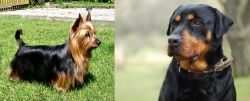 Australian Silky Terrier vs Rottweiler - Breed Comparison