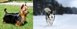 Australian Silky Terrier vs Siberian Husky - Breed Comparison