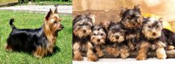 Australian Silky Terrier vs Yorkshire Terrier - Breed Comparison