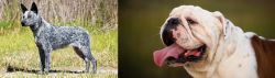 Australian Stumpy Tail Cattle Dog vs English Bulldog - Breed Comparison