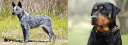 Australian Stumpy Tail Cattle Dog vs Rottweiler - Breed Comparison