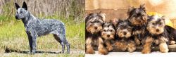 Australian Stumpy Tail Cattle Dog vs Yorkshire Terrier - Breed Comparison