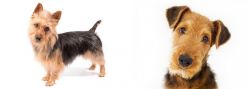 Australian Terrier vs Airedale Terrier - Breed Comparison