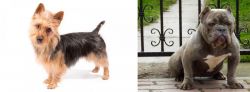 Australian Terrier vs American Bully - Breed Comparison
