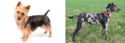 Australian Terrier vs Atlas Terrier - Breed Comparison