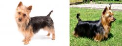 Australian Terrier vs Australian Silky Terrier - Breed Comparison