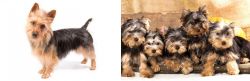 Australian Terrier vs Yorkshire Terrier - Breed Comparison
