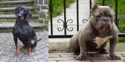 Austrian Black and Tan Hound vs American Bully - Breed Comparison
