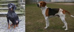 Austrian Black and Tan Hound vs Anglo-Francais de Petite Venerie - Breed Comparison