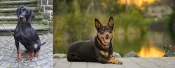 Austrian Black and Tan Hound vs Australian Kelpie - Breed Comparison