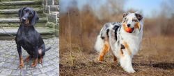Austrian Black and Tan Hound vs Australian Shepherd - Breed Comparison