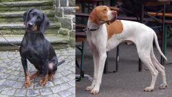 Austrian Black and Tan Hound vs English Pointer - Breed Comparison