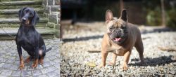 Austrian Black and Tan Hound vs French Bulldog - Breed Comparison