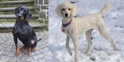 Austrian Black and Tan Hound vs Poodle - Breed Comparison