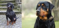 Austrian Black and Tan Hound vs Rottweiler - Breed Comparison