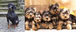 Austrian Black and Tan Hound vs Yorkshire Terrier - Breed Comparison