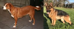 Austrian Pinscher vs German Shepherd - Breed Comparison