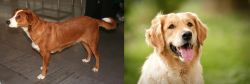 Austrian Pinscher vs Golden Retriever - Breed Comparison