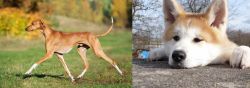 Azawakh vs Akita - Breed Comparison