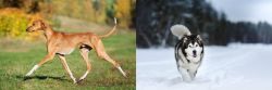 Azawakh vs Siberian Husky - Breed Comparison