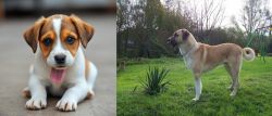 Bagel Hound  vs Anatolian Shepherd - Breed Comparison